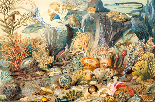 Ocean Life