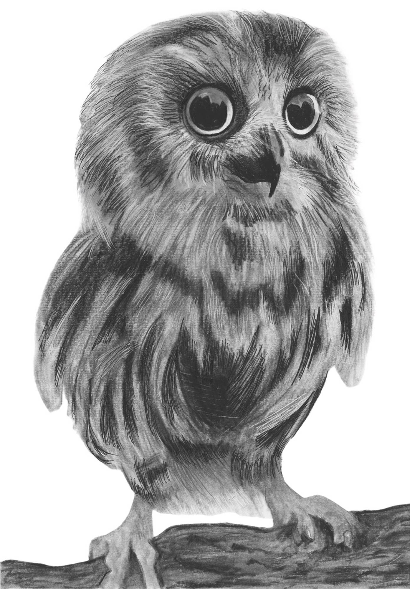 Talitha the Baby Owl