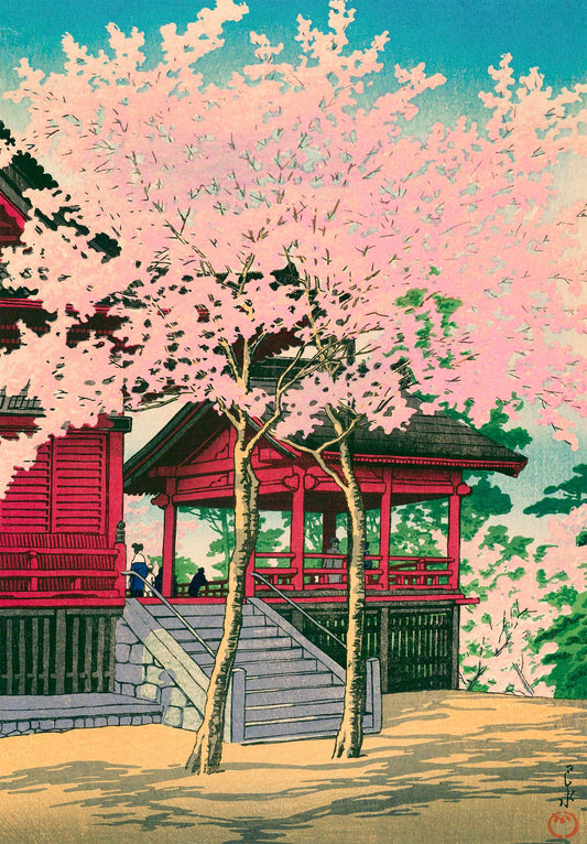 Cherry Blossoms