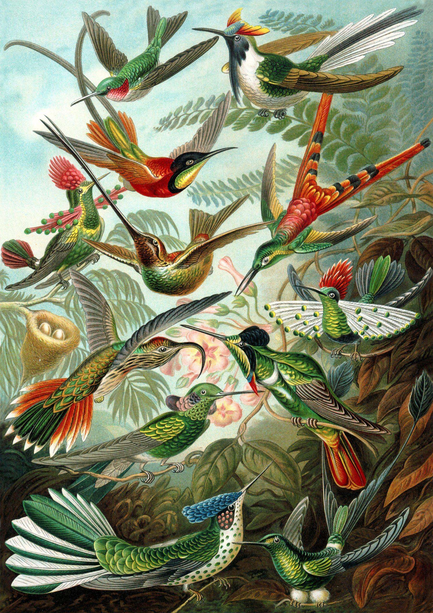 Hummingbirds adult wooden puzzle